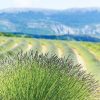 Must-see places near Moustiers-Sainte-Marie campsite