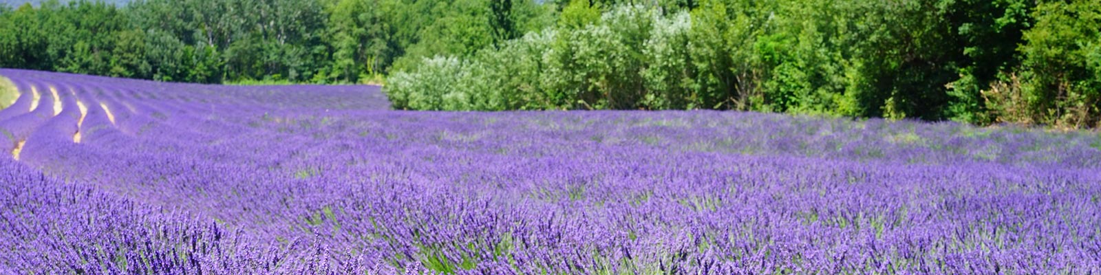 la route des lavandes Provence