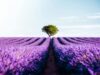 plateau valensole