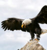 parc animalier les aigles du verdon