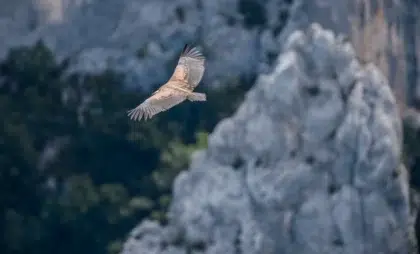 Aigles du Verdon 5 aigles verdon
