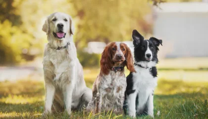 Dogs Allowed 3 header chien admis e1775823542724