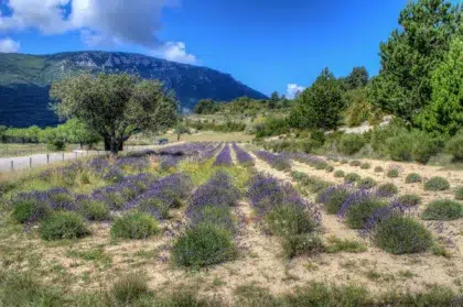 Camping Esparron 11 header palud sur verdon