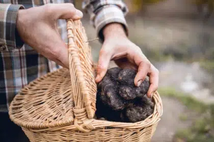 truffe4