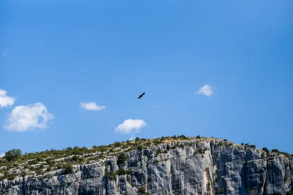 Aigles du Verdon 4 verdon aigle